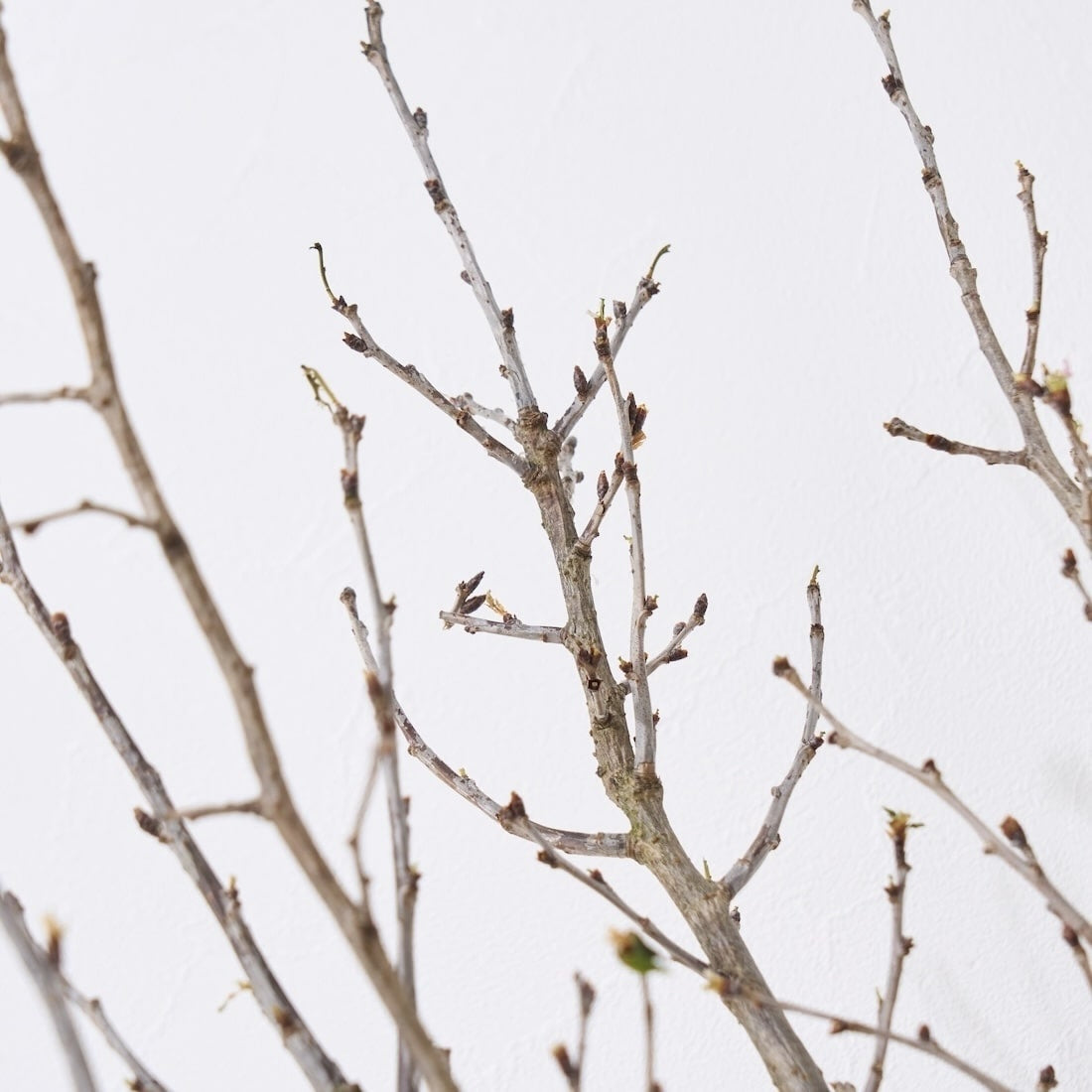 BIGボタニカル］桜の枝 120cm 商品ページ - 土と風の植物園