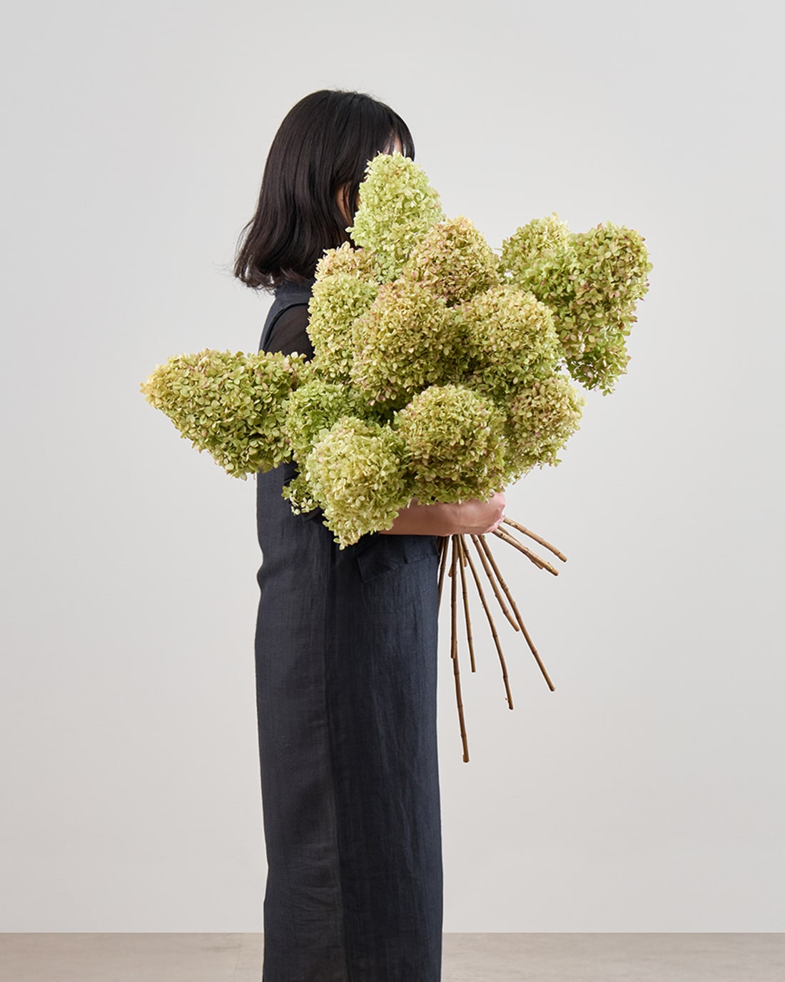 ドライフラワー］紫陽花 秋色ノリウツギ ライムライト 商品ページ - 土