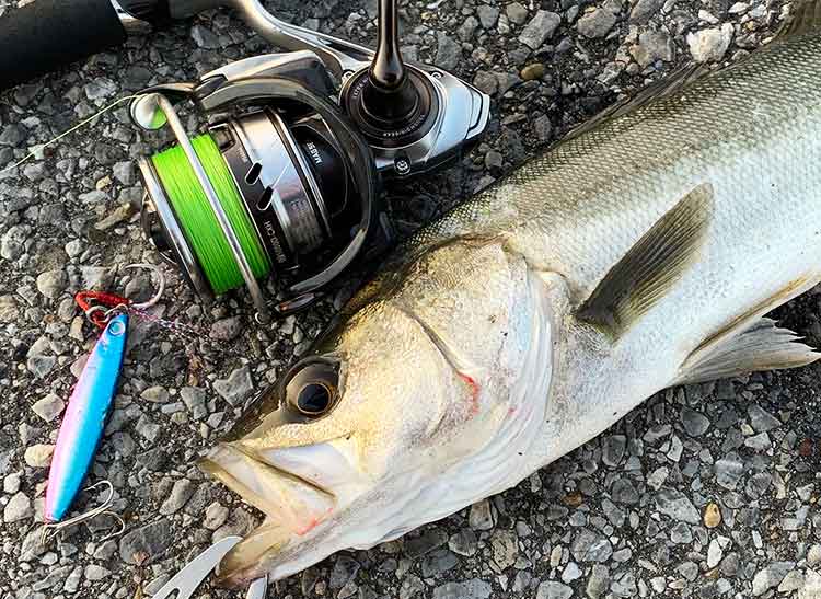 18 カルディア LT5000D-CXHのスペックとインプレ | 釣りクラウド