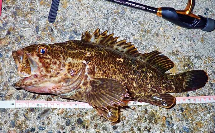 四日市港ライトゲーム釣行でメバルにカサゴを好捕【三重】2024年は根