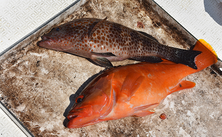 レンタルボートでのロックフィッシュゲームで47cmオオモンハタに