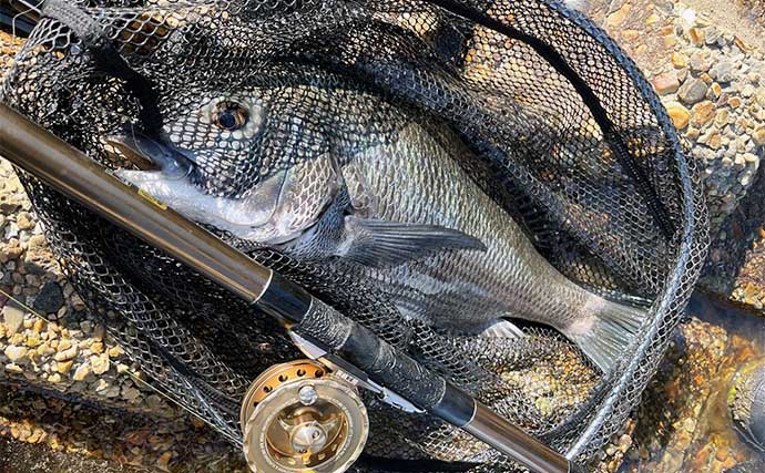 前打ち釣りで50cm筆頭にクロダイ4枚キャッチ【愛知・衣浦】超前釣法で