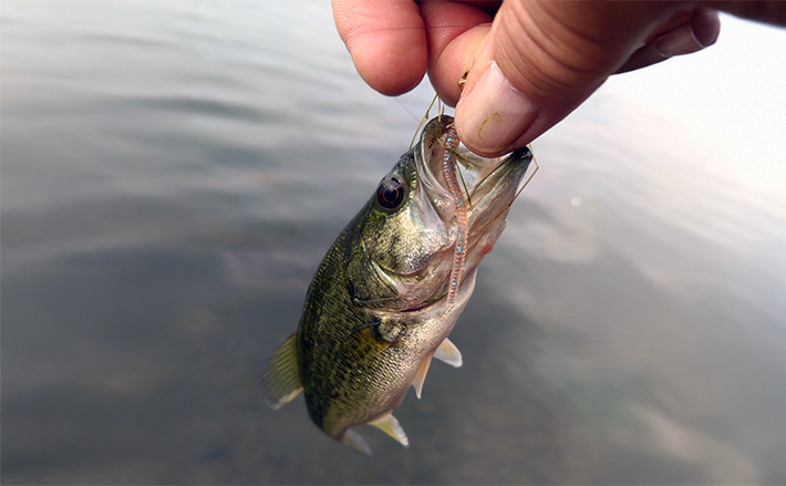 a11b4bb3ba448d1fa402ac3dc62cc9