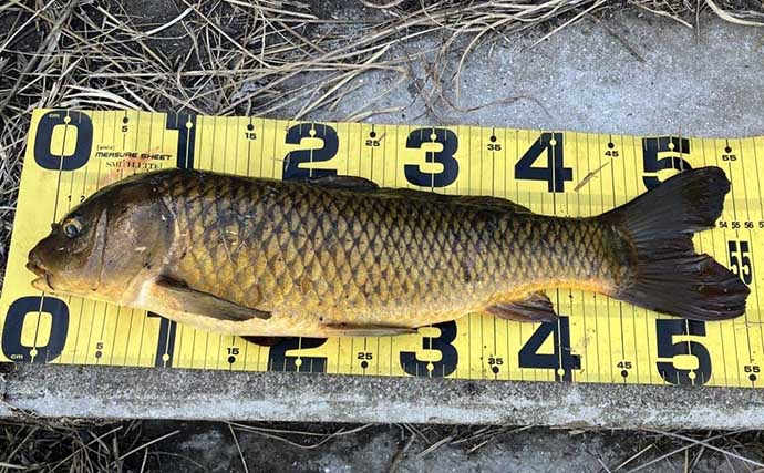 真冬の手賀沼水系でのコイ（鯉）釣りで79cm本命浮上【千葉】 パンエサ