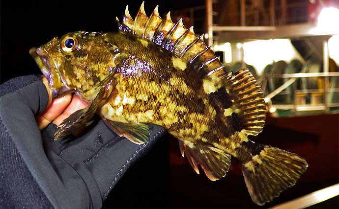 陸っぱり「ライトゲーム」で五目釣り達成 メバルにカサゴにソイ【三重