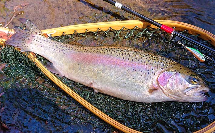 エリアトラウトでヤマメにニジマス 渓流釣りボウズを管釣りで癒す