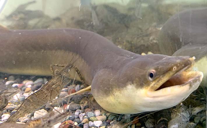 おすすめのウナギ釣りの竿6選 ぶっこみ釣りに最適なロッドの選び方