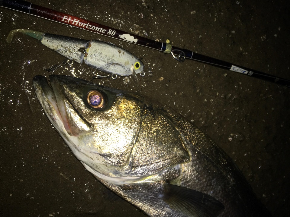 TULALA | Ford every stream | » 【STAFF】シーバス釣りにおけるベイト