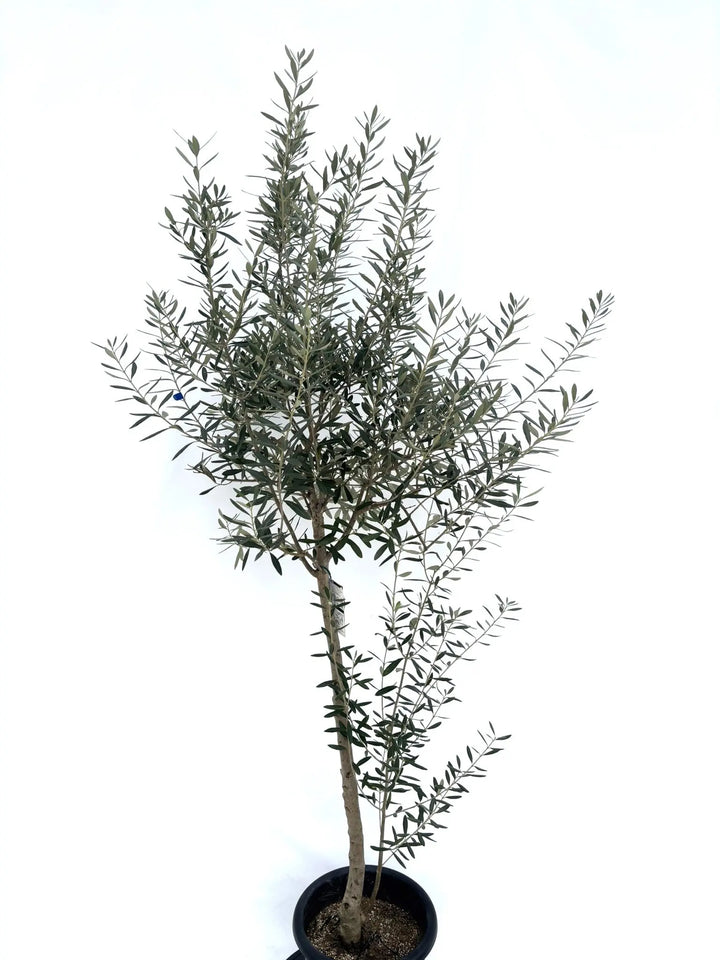 シプレシーノ Lサイズ 約200cm NO.10325 オリーブの木 - 株式会社鶴亀園