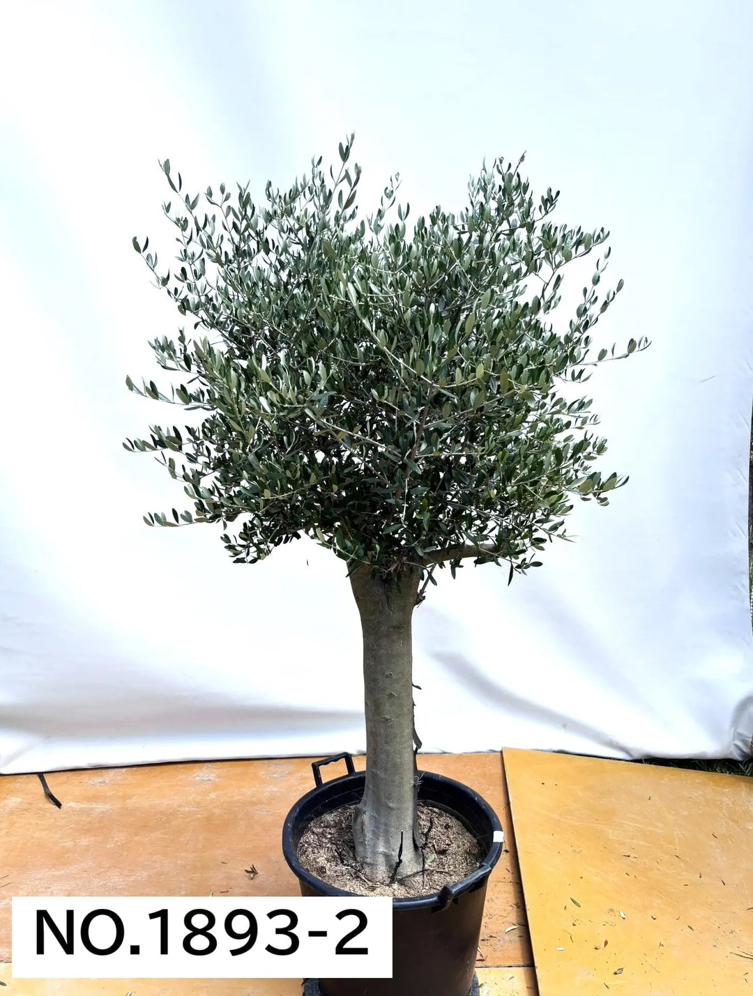 法人限定】ルッカ（オリーブの木）｜XL｜NO.1893｜約180cm｜人気・寒冷