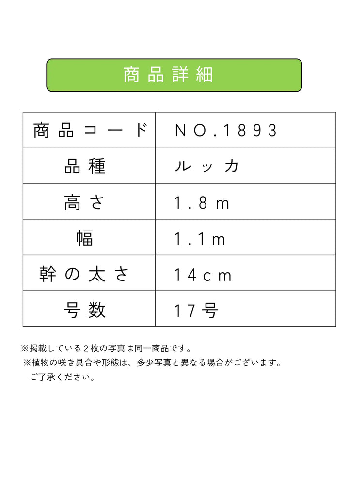 法人限定】ルッカ（オリーブの木）｜XL｜NO.1893｜約180cm｜人気・寒冷