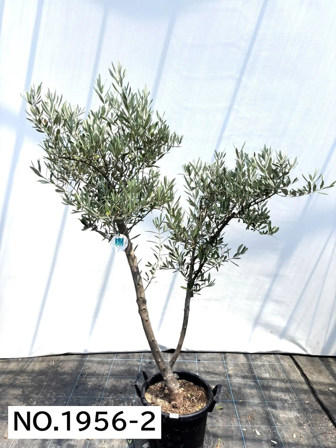 NEWミッション（オリーブの木）｜大型商品｜NO.1956 ｜約170cm｜人気