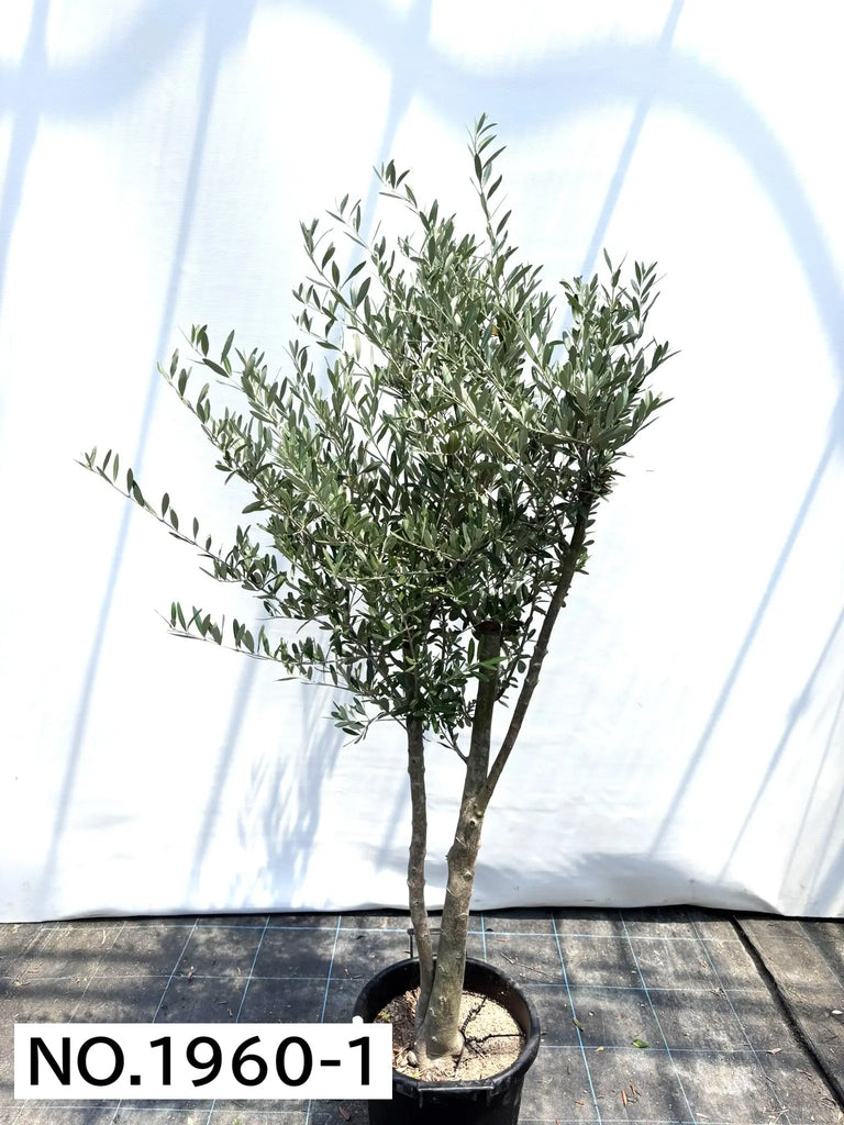 人気・初心者向き・シンボル向き】シプレシーノ（オリーブの木）〈大型