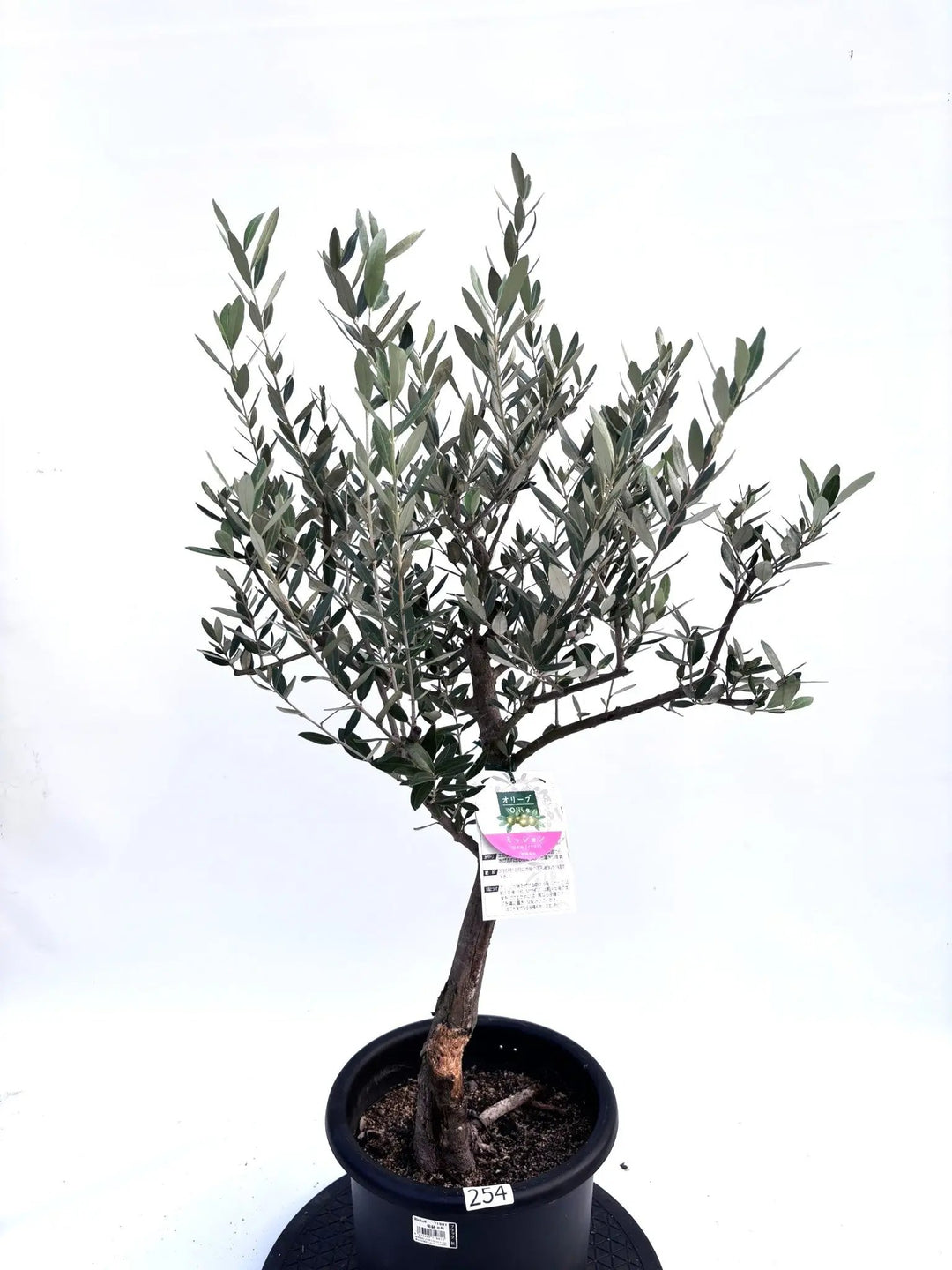 254_3_1080x.jpg?v=1760890541