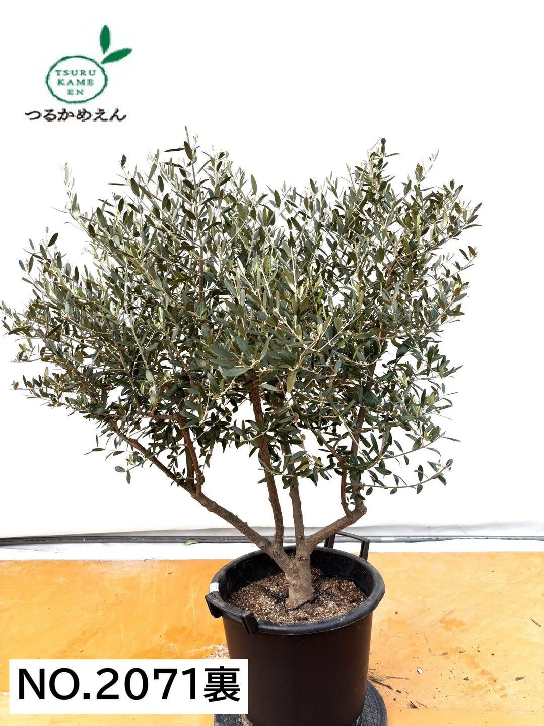 NEWネバディロブランコ（オリーブの木）｜XLサイズ｜No.2071｜約130cm