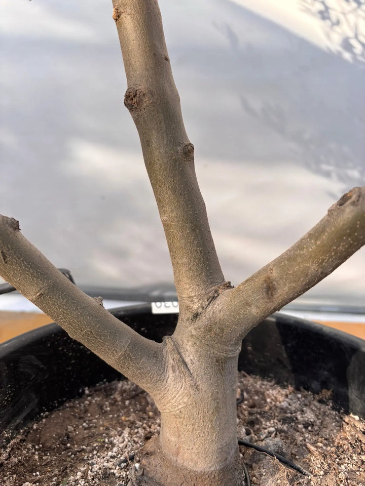 NEWコレッジョラ（オリーブの木）｜XLサイズ｜NO.2030｜約170cm｜寒冷