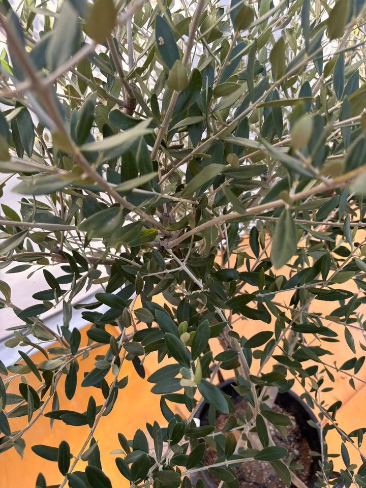 NEWコレッジョラ（オリーブの木）｜XLサイズ｜NO.2031｜約170cm｜寒冷