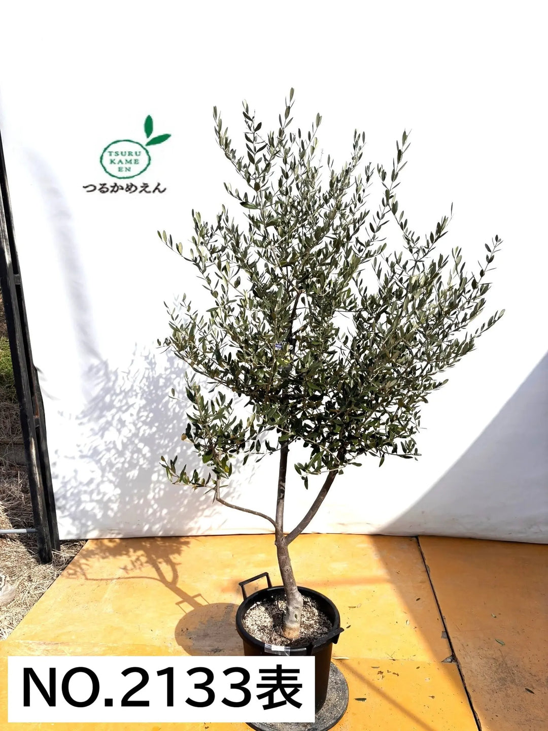 NEWコレッジョラ（オリーブの木）｜XLサイズ｜NO.2133｜約190cm｜寒冷