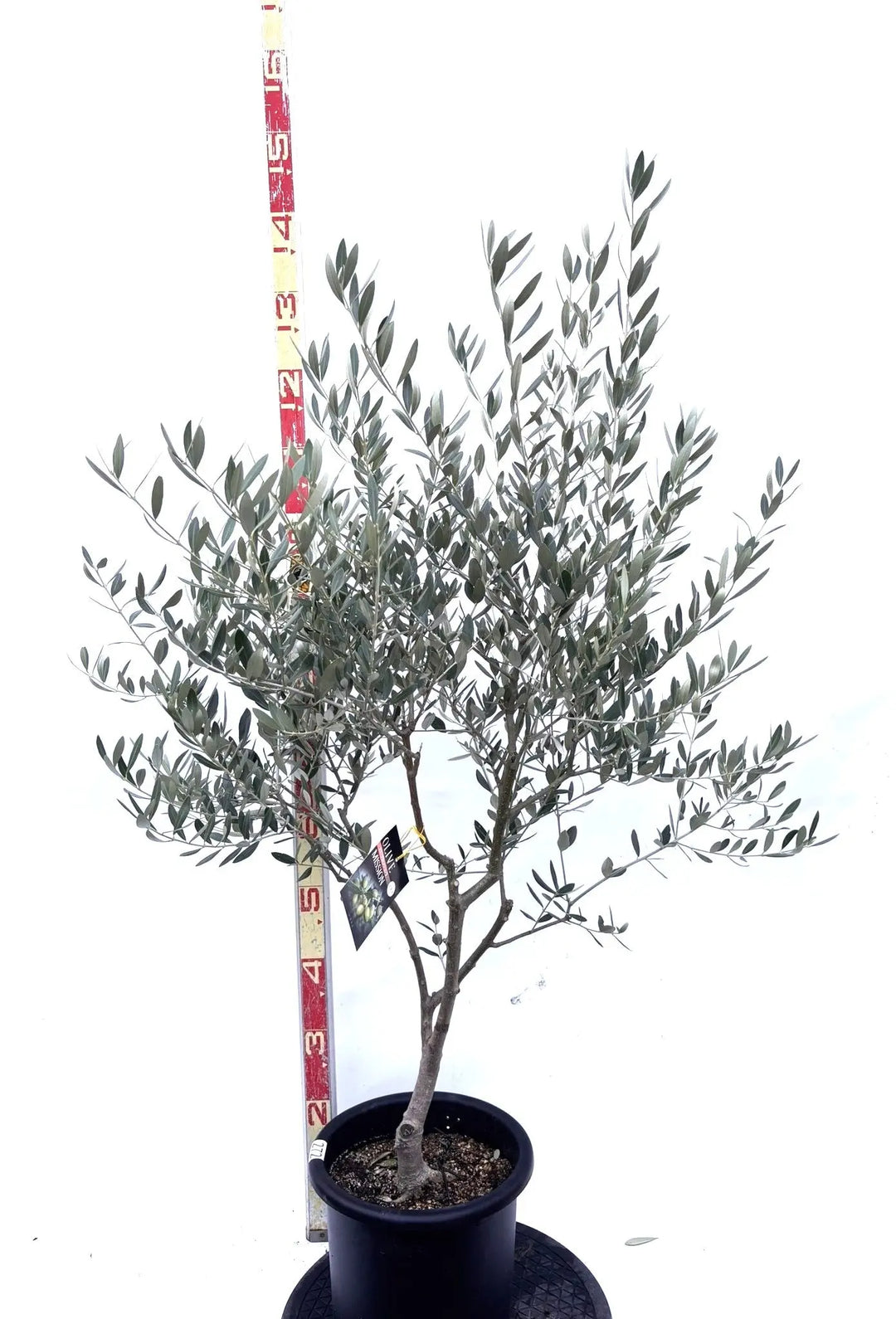 NEWミッション（オリーブの木）｜Mサイズ｜K-272｜約130cm｜人気・直立