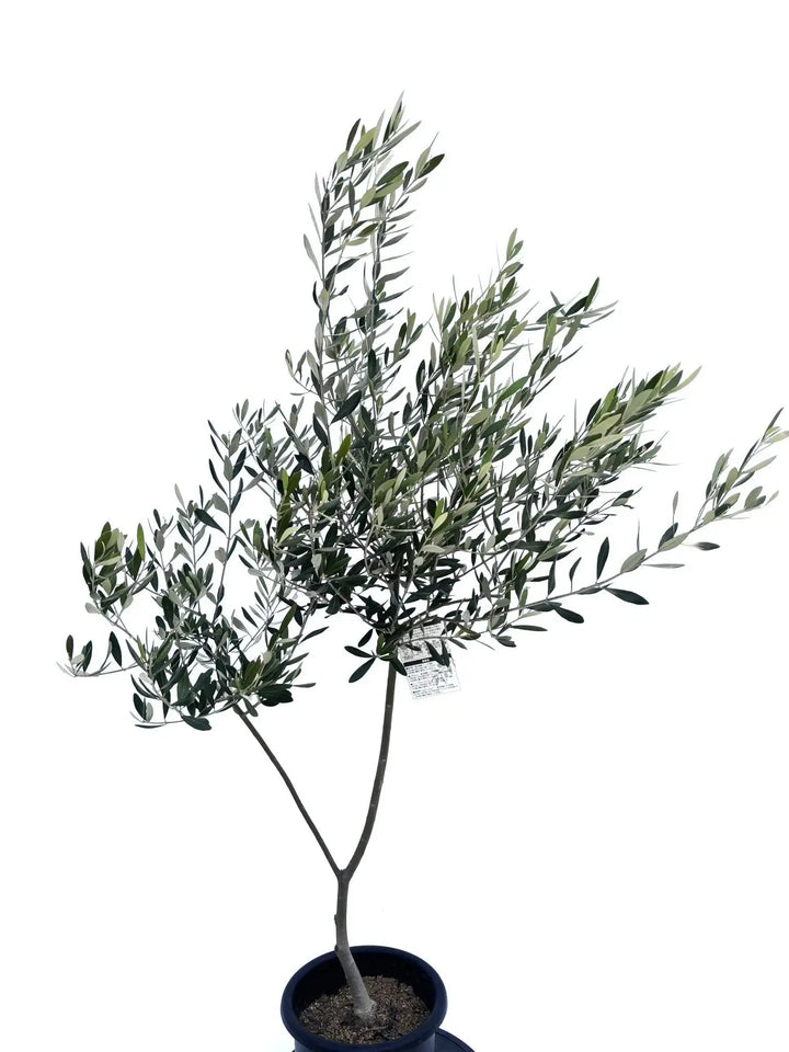 人気・直立型】ミッション（オリーブの木）〈シンボル向き〉｜155cm｜M