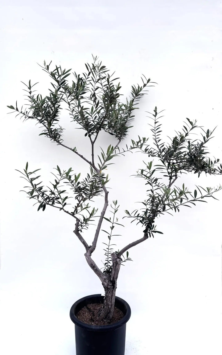 ネバディロブランコ Lサイズ 約160cm K-75 オリーブの木 古木 - 株式