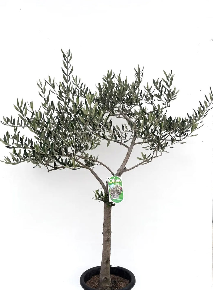 IMG_6152_720x.jpg?v=1749429028