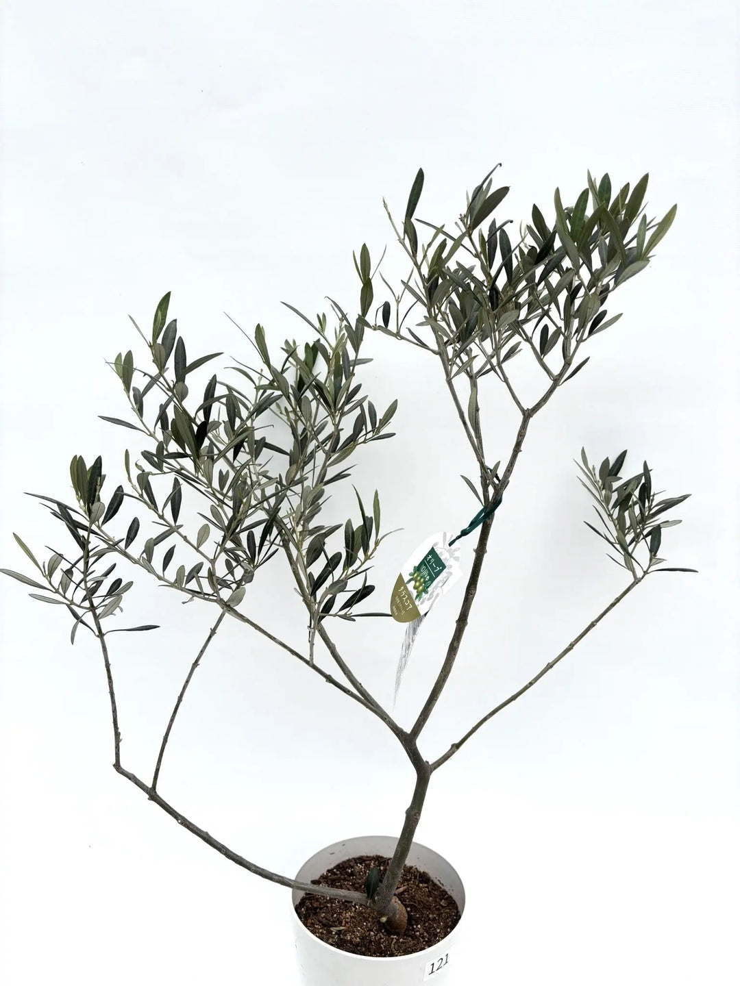 IMG_6341_1080x.jpg?v=1749430194