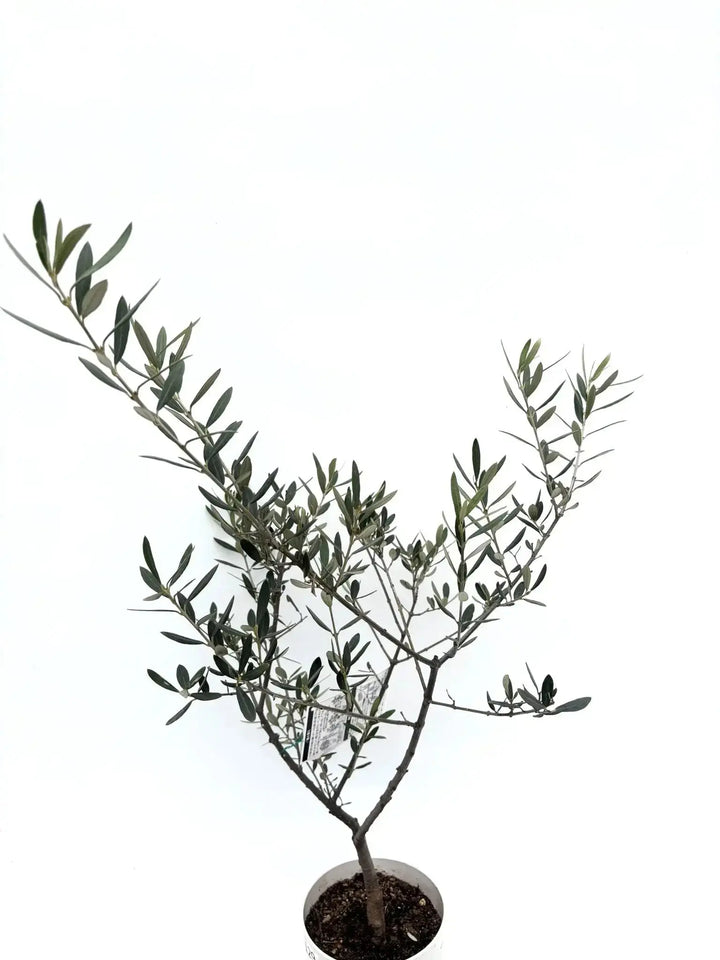 IMG_6374_720x.jpg?v=1749430575