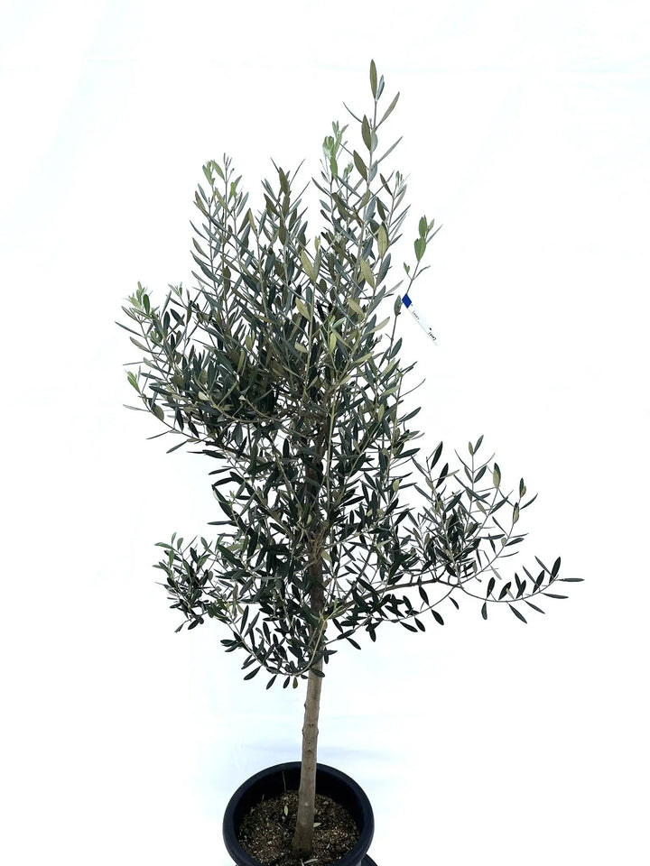 ミッション Lサイズ 約160cm NO.10207 オリーブの木 - 株式会社鶴亀園