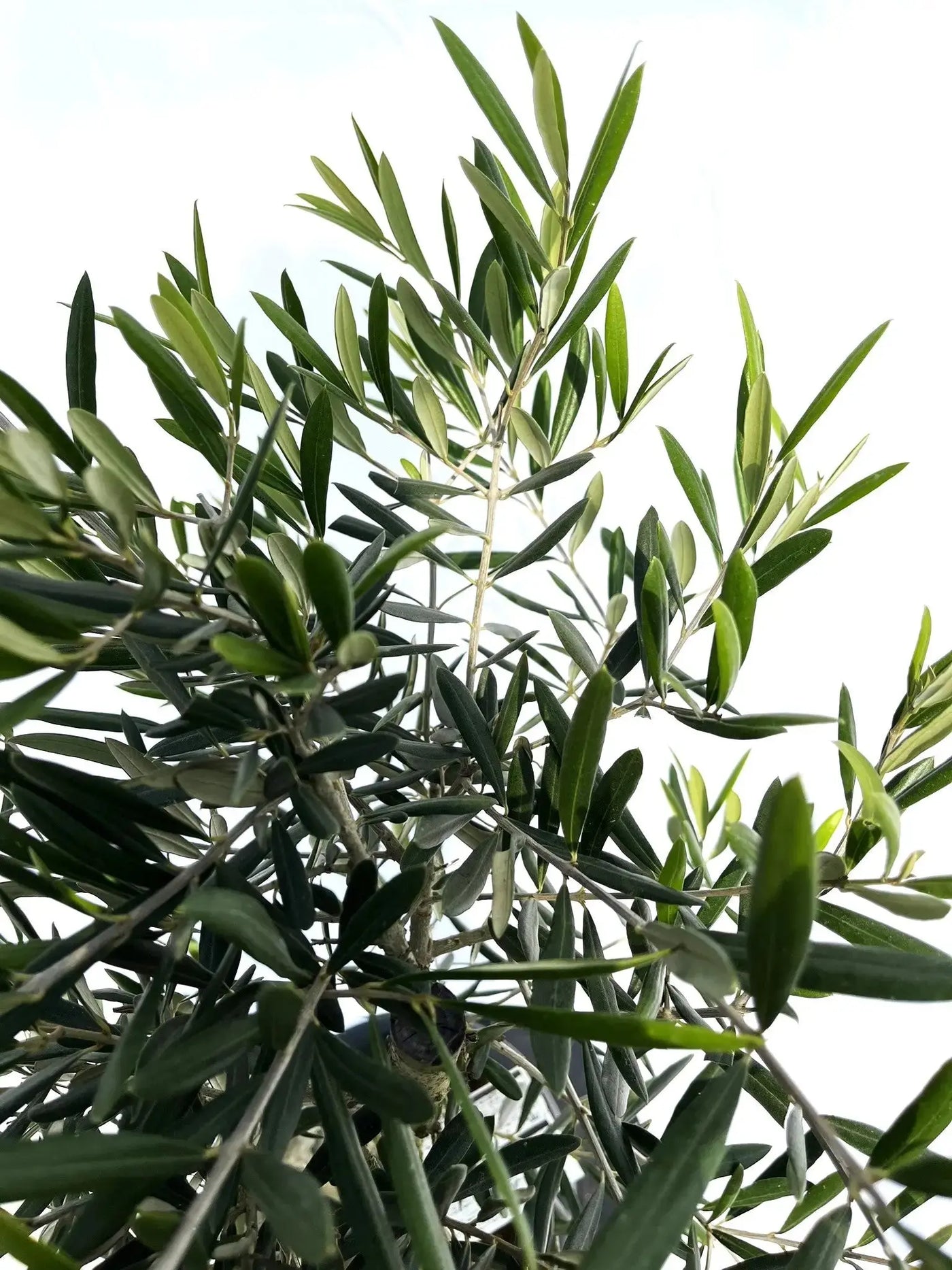 デルモロッコ Lサイズ 約120cm NO.10140 オリーブの木 - 株式会社鶴亀園