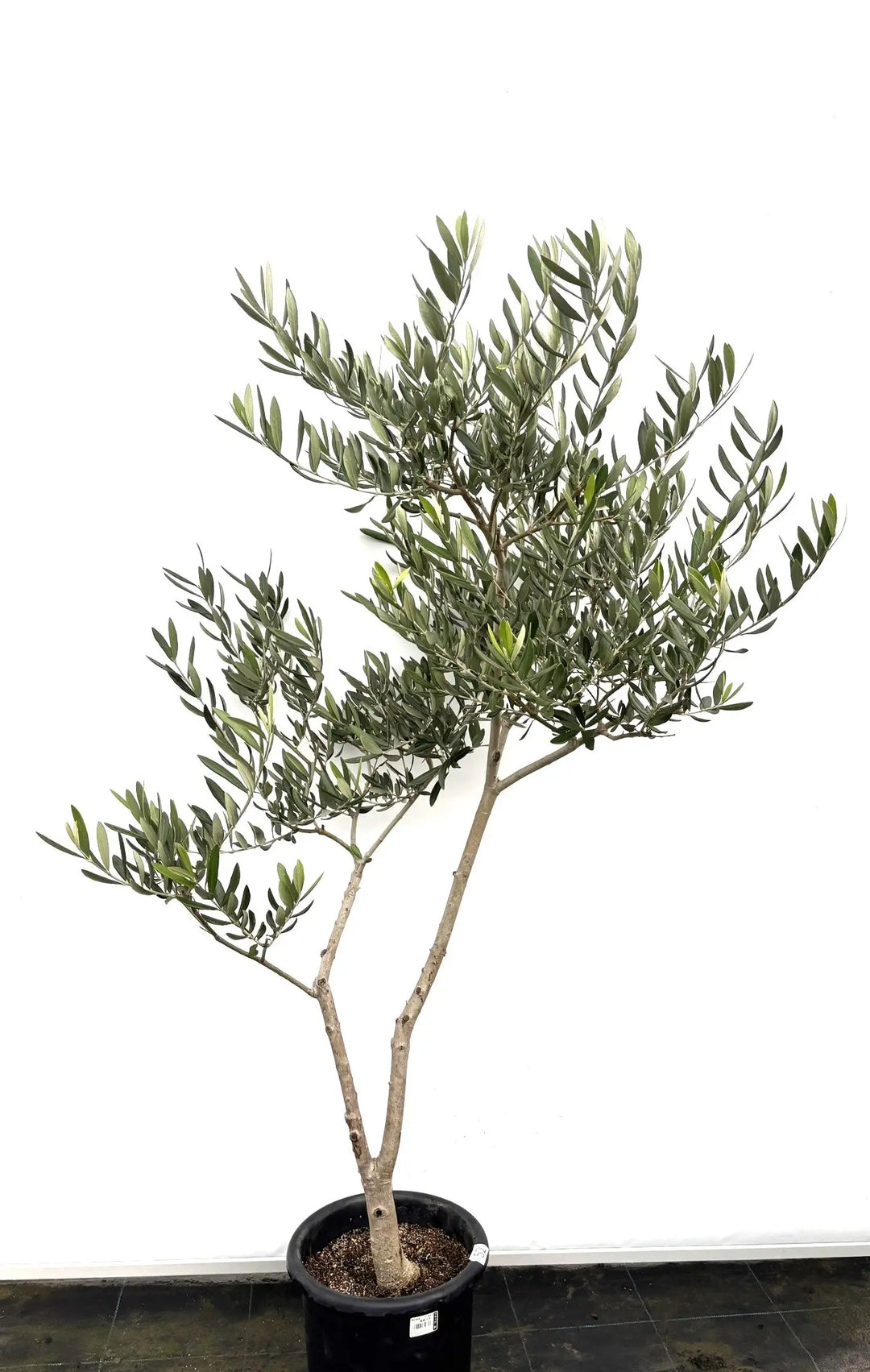 ブラックイタリアン Mサイズ 約140cm K-52 オリーブの木 - 株式会社鶴亀園