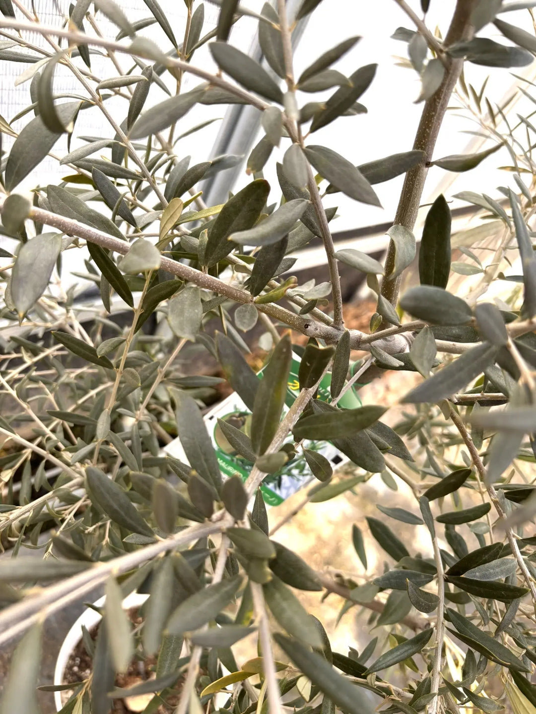 NEWマウリィーノ（オリーブの木）｜Sサイズ｜K-314｜約130cm｜希少