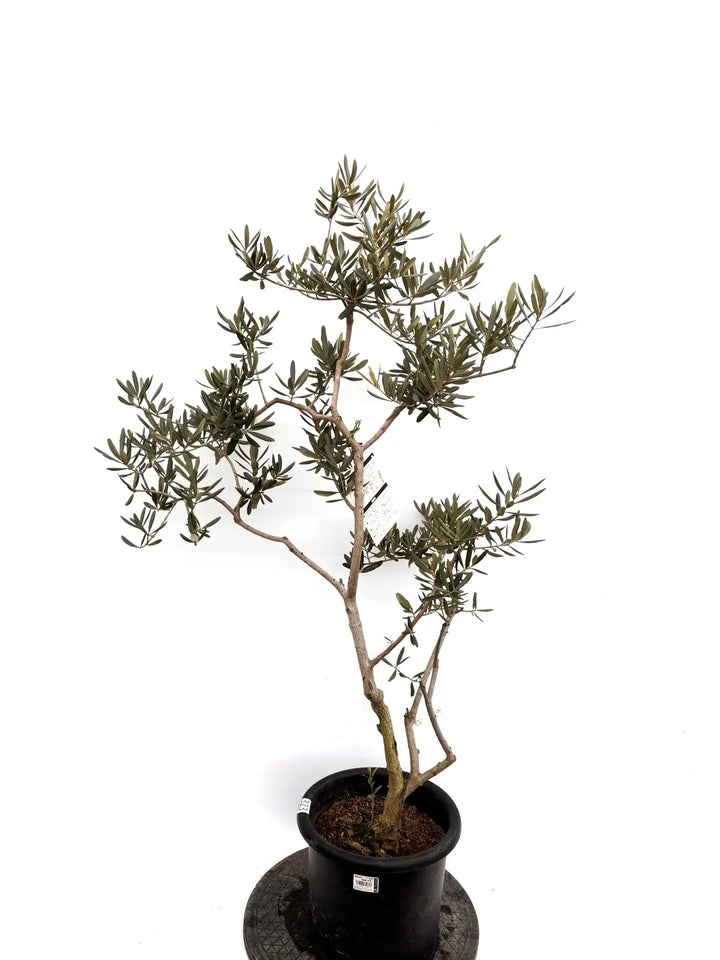 NEWデルモロッコ（オリーブの木）｜Mサイズ｜K-323｜約120cm｜希少
