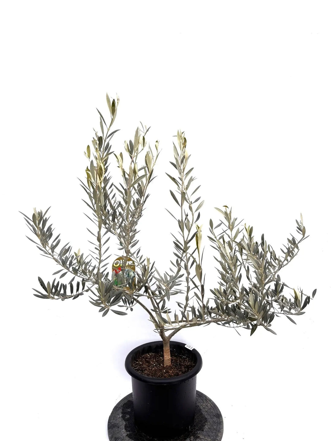 NEWバロウニ（オリーブの木）｜Mサイズ｜K-330｜約120cm｜希少・大実