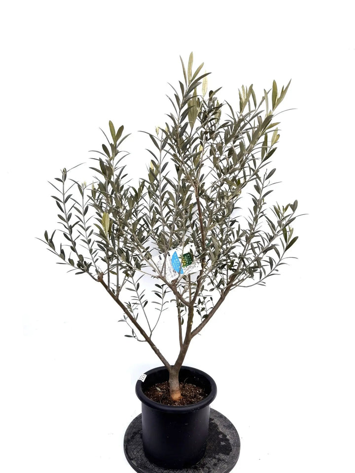 オリーブの木 ベロウニ 7号 約130cm K-305 希少品種 現品掲載 オリーブ