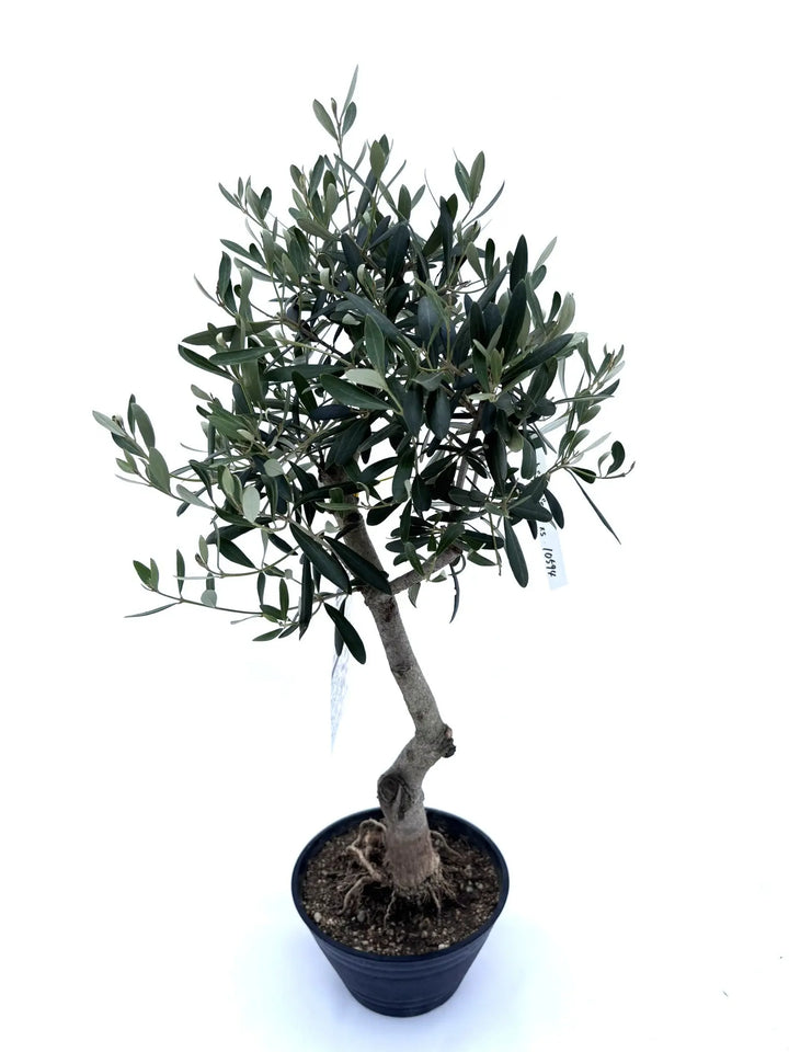 人気・開帳型】ネバディロブランコ（オリーブの木）〈初心者向き〉｜約