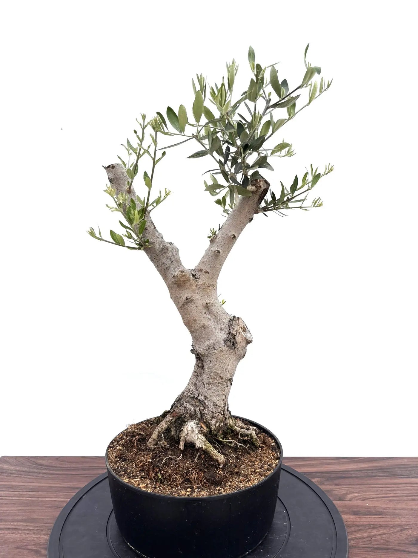 NEWルッカ（オリーブの木）【盆栽風】｜Mサイズ｜NO.10763｜約60cm