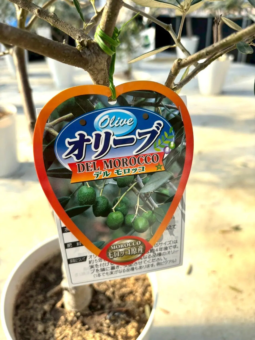 NEWデルモロッコ（オリーブの木）｜Mサイズ｜K-324｜約120cm｜希少