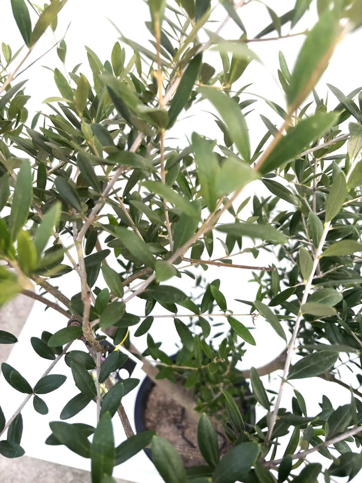 人気・開帳型】ネバディロブランコ（オリーブの木）〈初心者向き〉｜約