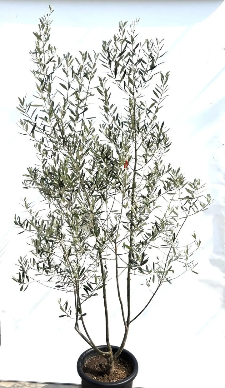 人気・直立型】ミッション（オリーブの木）〈シンボル向き〉｜200cm｜L