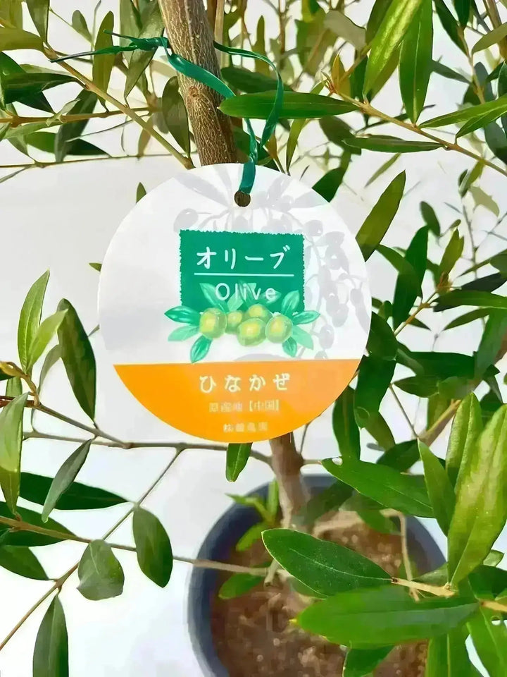 初心者向き・直立型】ひなかぜ（オリーブの木）〈目隠し〉｜90cm｜M