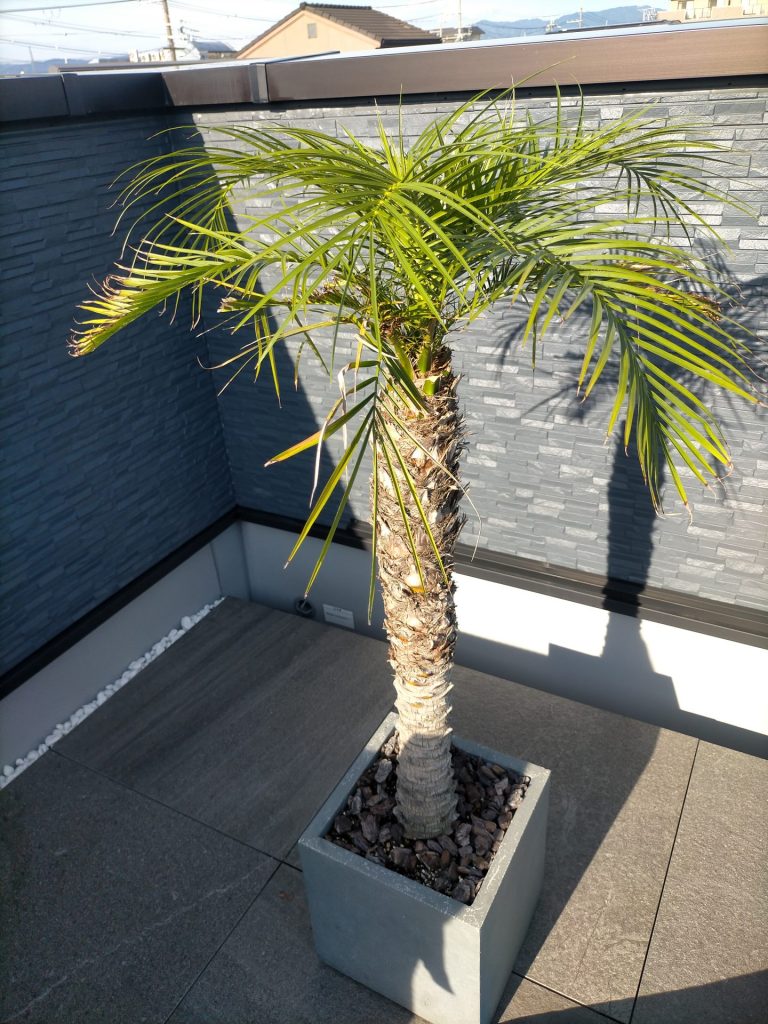 屋上植物（フェニックスロベレニー）の冬越しその後part2 - Yuiの