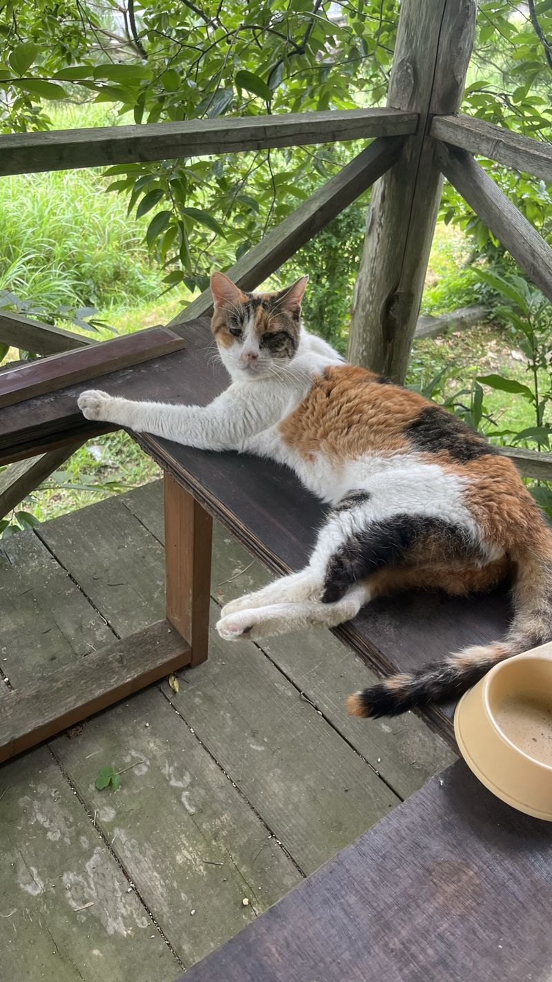 信楽焼 焼き締め 穴窯 うつわのわ田