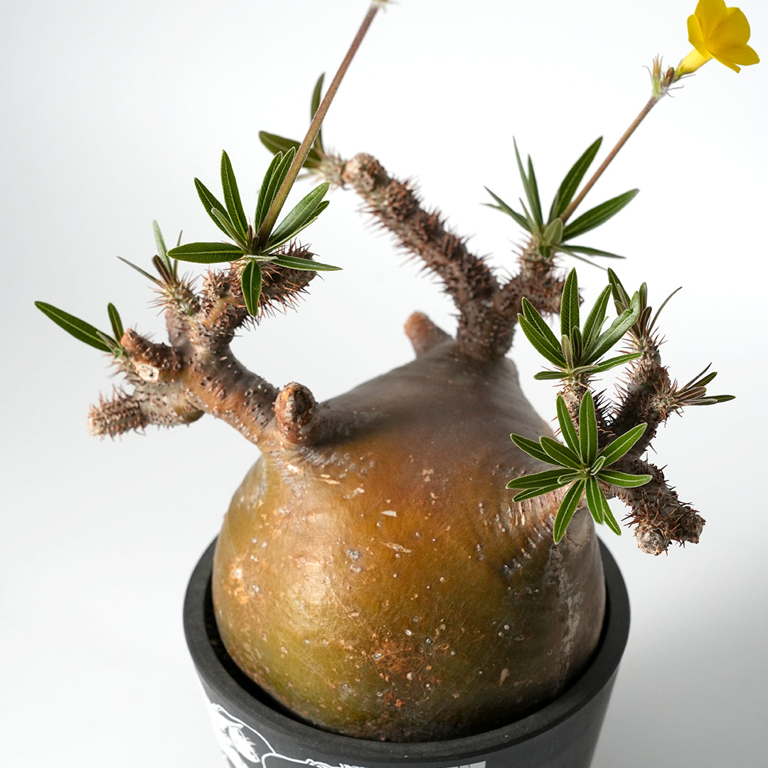 Pachypodium Gracilius - パキポディウム・グラキリス – VALIANT