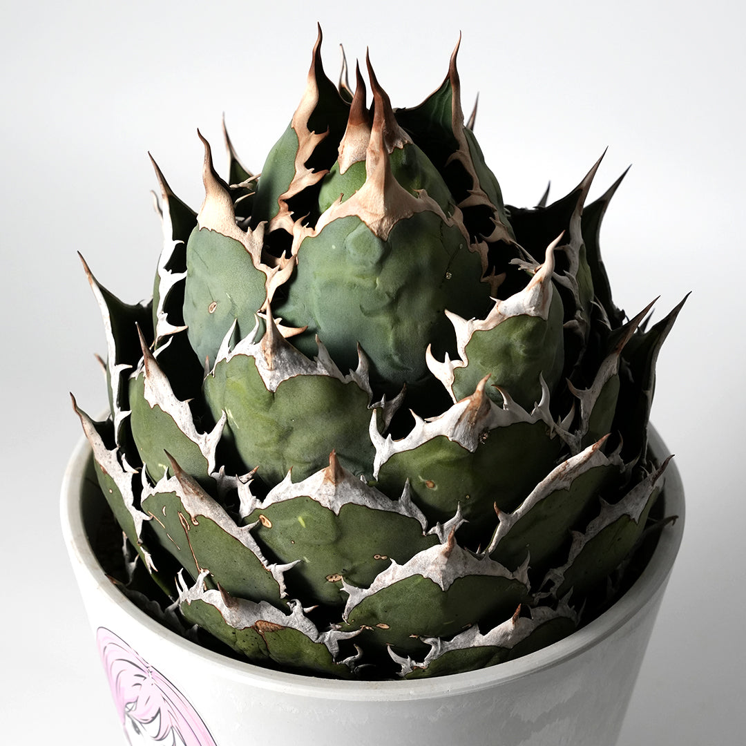 アガベ チタノタ オテロイ – VALIANT GALLERY ONLINE