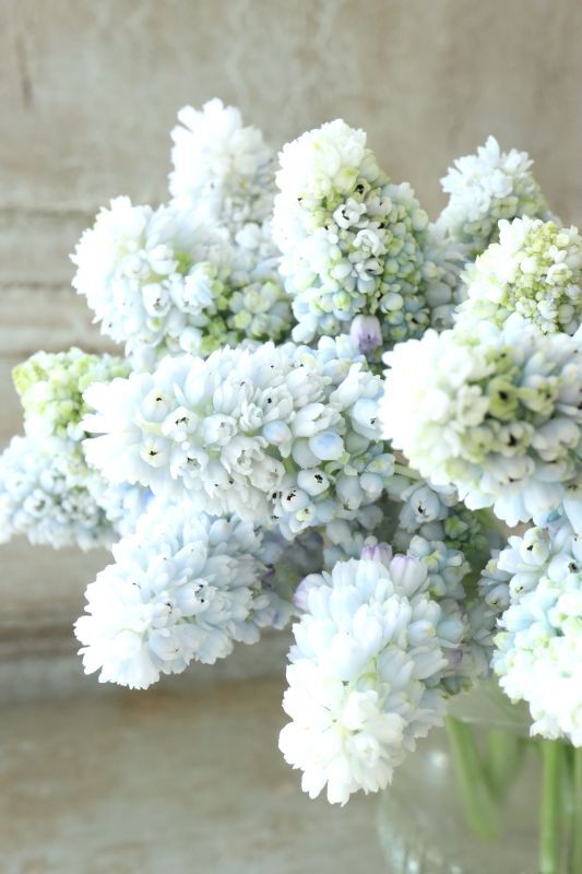 芽出し球根 八重咲きムスカリ 