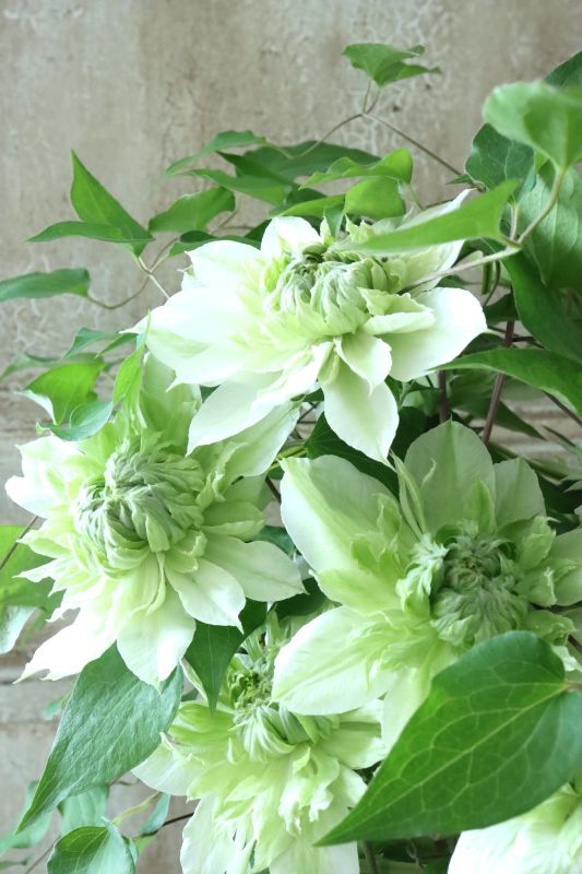 八重咲きクレマチス 