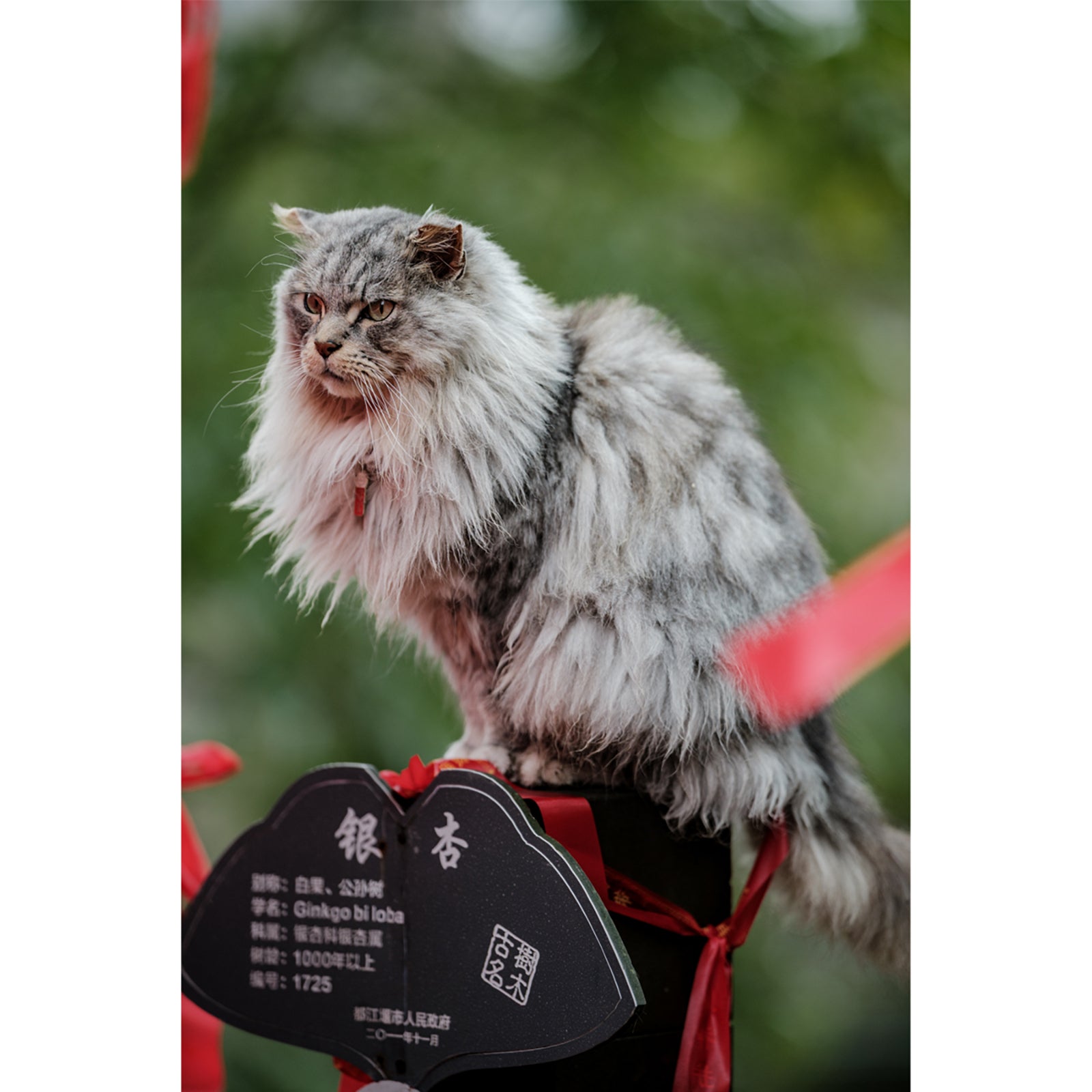 Viltrox AF 135mm F1.8 LAB フルサイズ Z ニコンZマウント – viltrox-shop