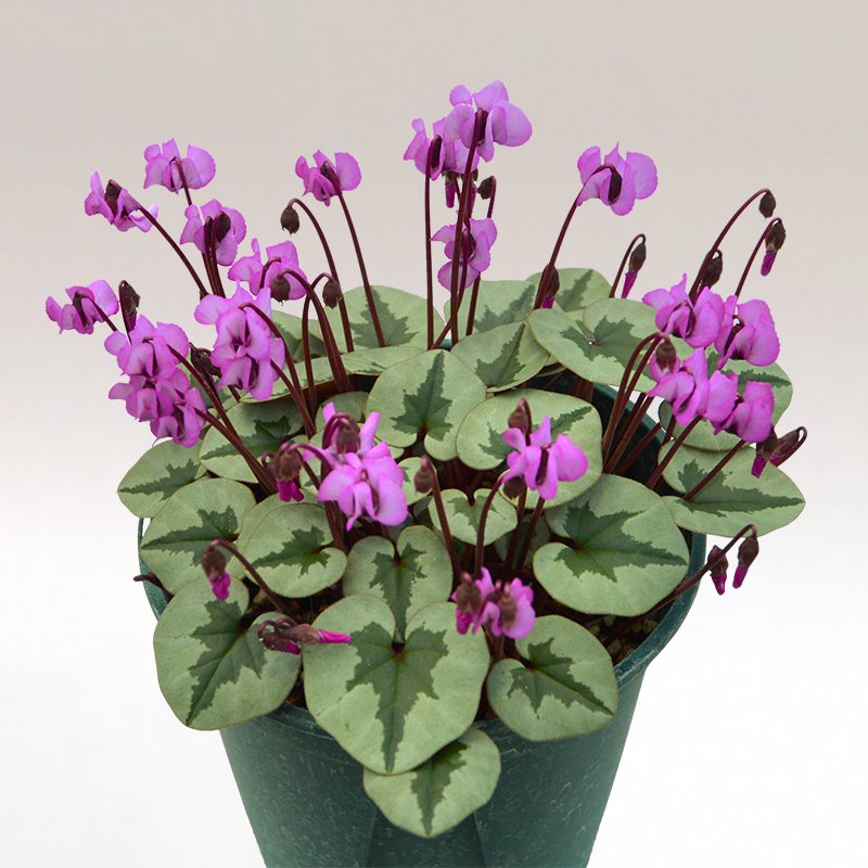 Room335様確認専用！！原種シクラメン はら園芸「原種シクラメンセット