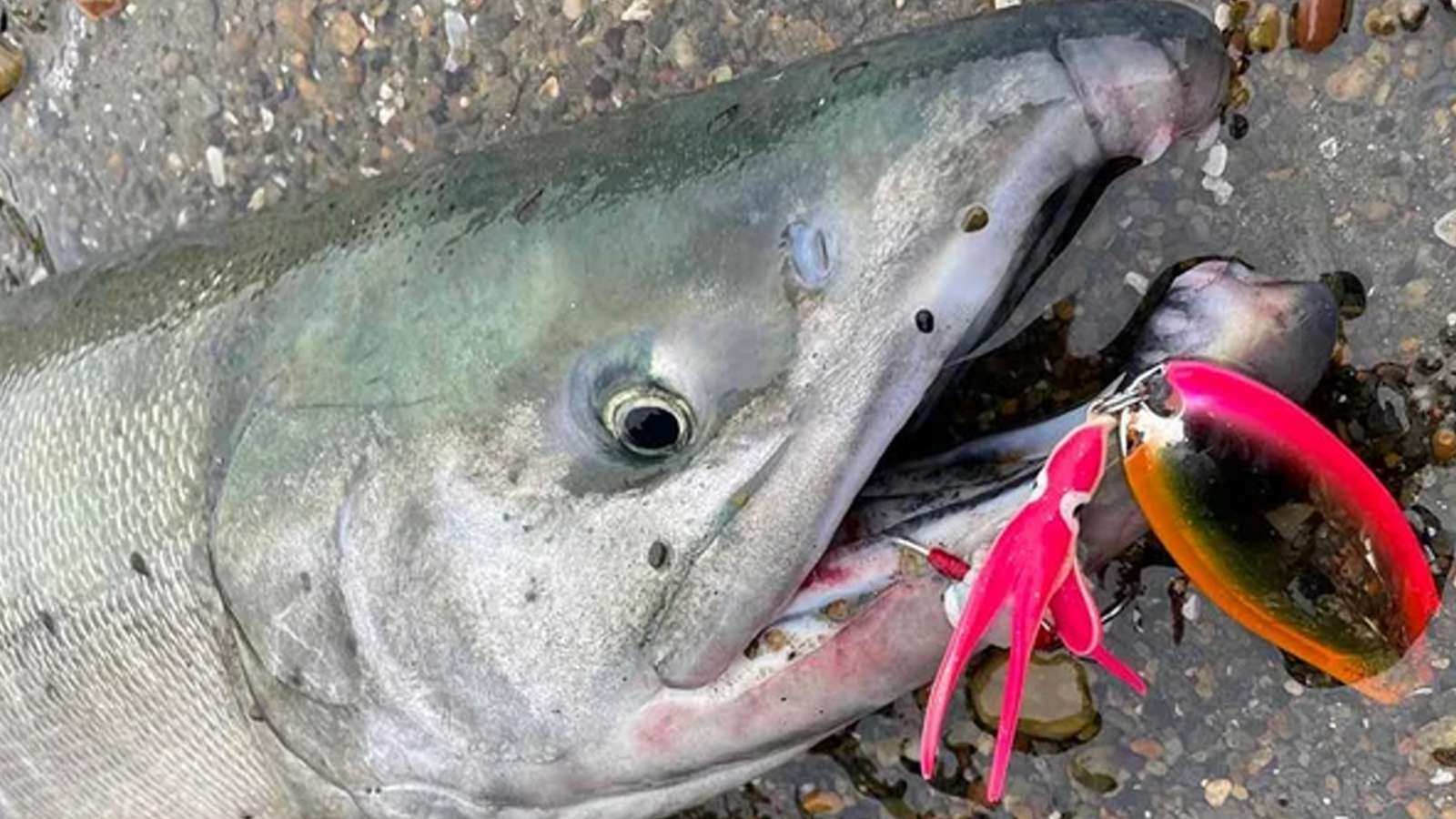 アキアジ（サケ）用ルアーおすすめ14選【北海道の釣り専門誌が実績